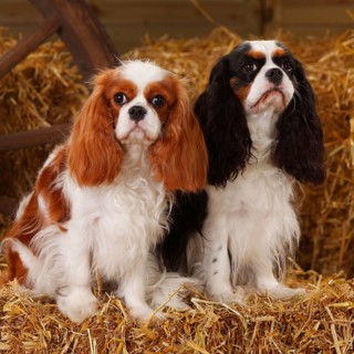 Cavalier King Charles Spaniel