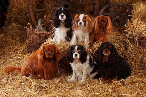 Cavalier King Charles Spaniel