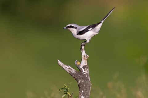 Great Grey Shrike