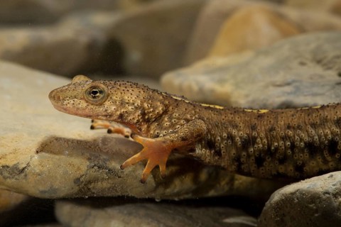 Pyrenean brook salamander