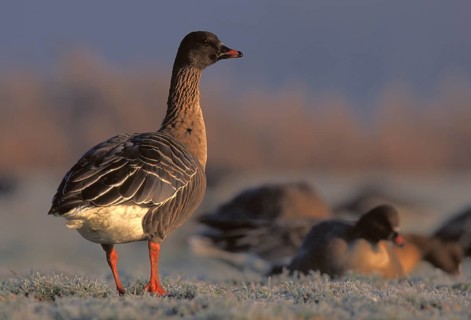 Bean goose