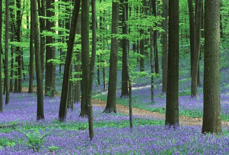 Bluebells