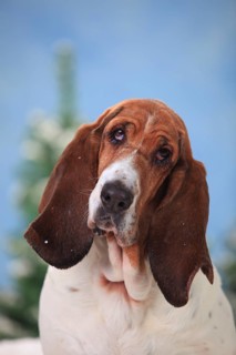 Basset Hound
