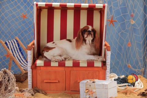 King Charles Spaniel
