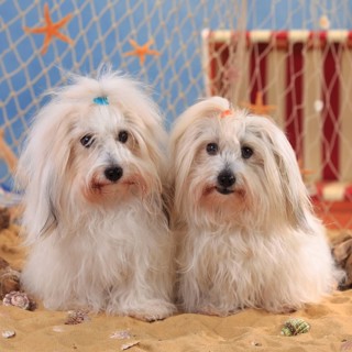 Coton de Tulear