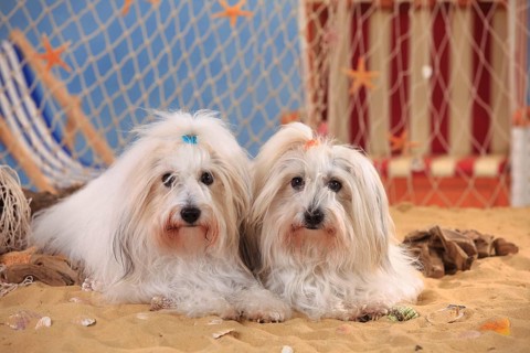 Coton de Tulear