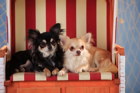 Chihuahuas