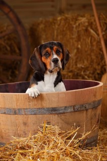 Beagle
