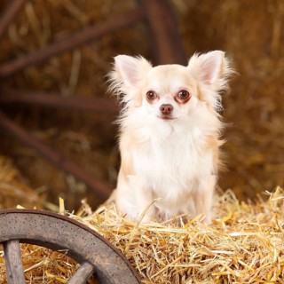 Chihuahua