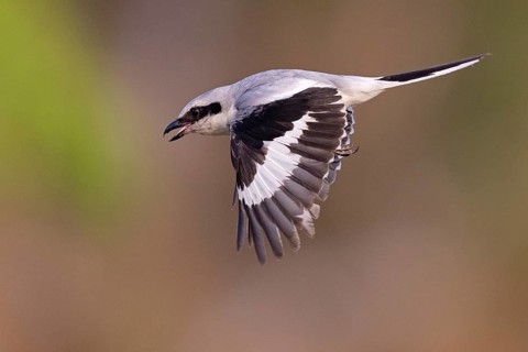 Great Grey Shrike