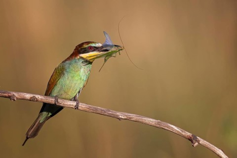 European bee-eater