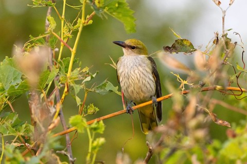 Eurasian golden oriole