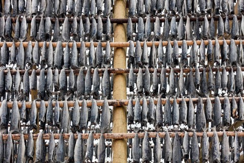 Atlantic atlantic cod