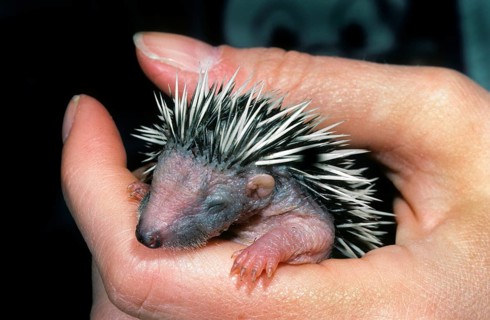 Orphan one-week-old European hedgehog