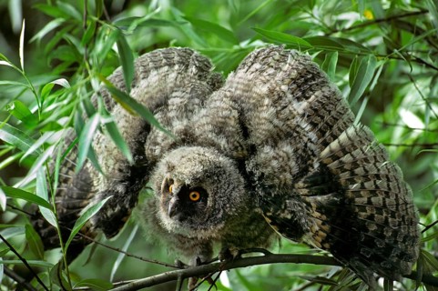 Long-eared owls