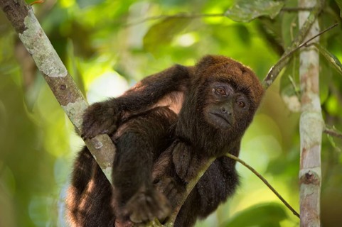 Brown Howler Monkey