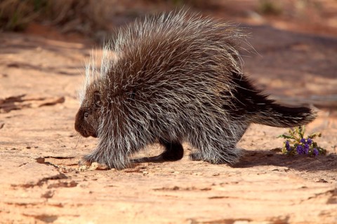 North american porcupine