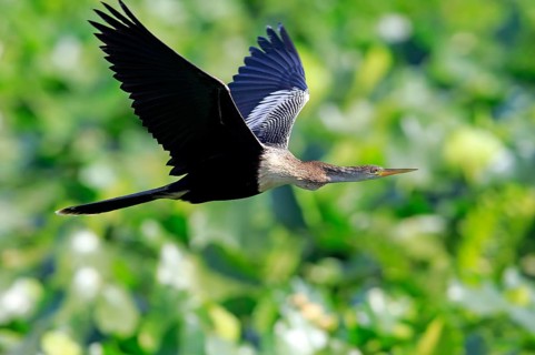 Anhinga