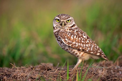 Burrowing owl
