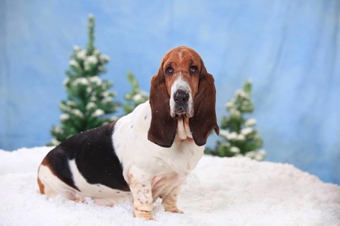 Basset Hound