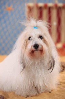 Coton de Tulear