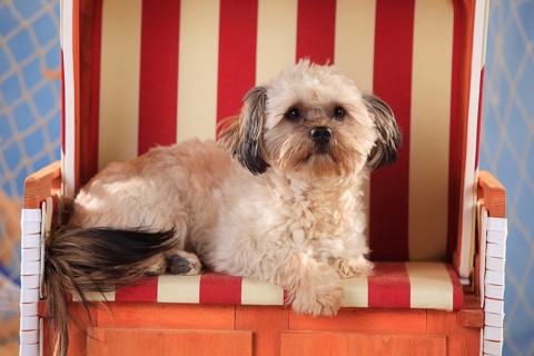 Interracial dog