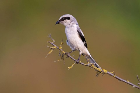 Great Grey Shrike