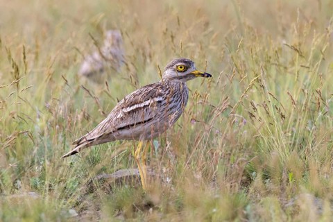 Stone Curlew