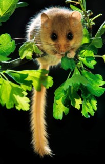 Common dormouse