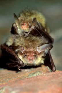 Brown long-eared bat