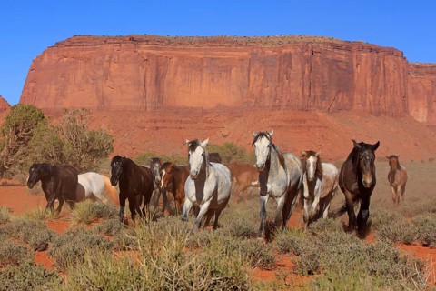 Mustangs
