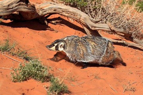 Badger