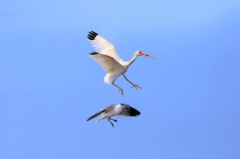 American white ibis