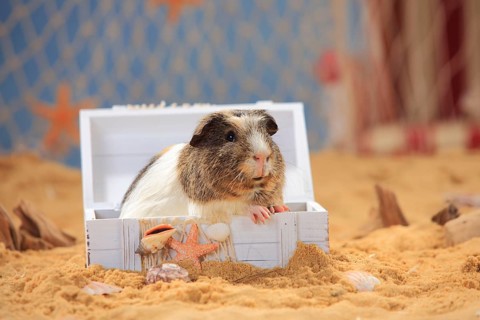 English Crested Guinea Pig Pig