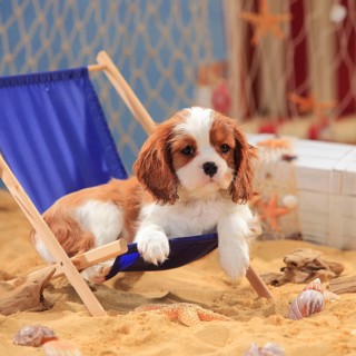 Cavalier King Charles Spaniel