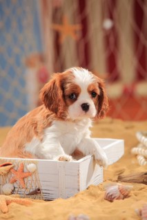 Cavalier King Charles Spaniel