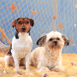 Jack Russell Terrier and mixed breed dog
