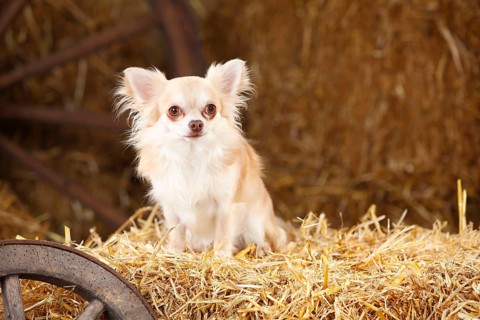 Chihuahua