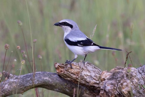 Great Grey Shrike
