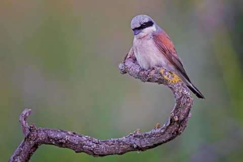 Red-backed Shrike