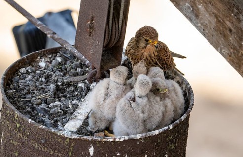 Common kestrel