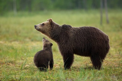 Brown bear