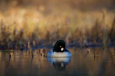 Common Goldeneye