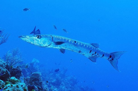 Great barracuda