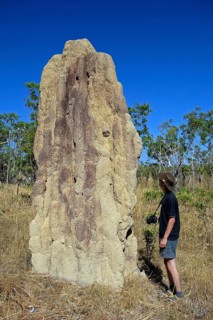 Termite mound