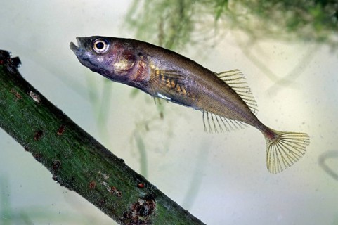 Three-spined stickleback