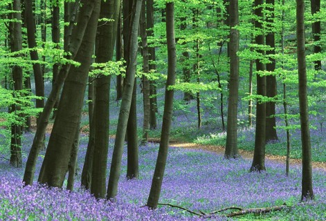 Bluebells