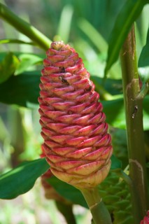 Zingiber zerumbet or shampoo ginger