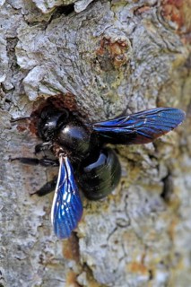Violet carpenter bee