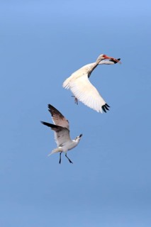 American white ibis